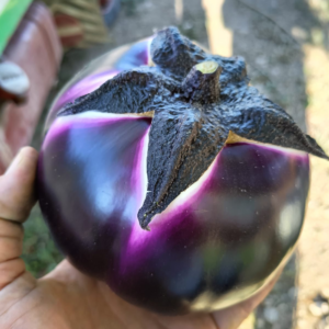 Melanzana Tonda Violetta-
prodotto fresco- 1kg