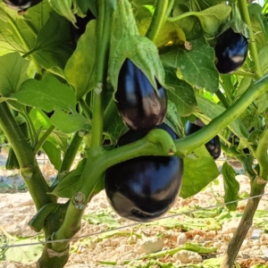 Melanzana Ovale Nera-prodotto fresco 1 kg