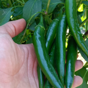 Peperoncino Piccante Verde (1Kg)