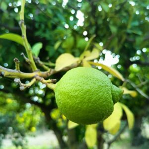 Limone Siciliano (1Kg)