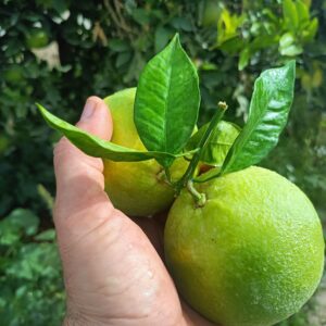 Arancia Navel- 1 kg - (prodotto fresco)