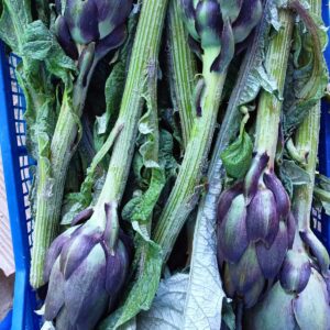 Carciofi Violetta (30pz)
