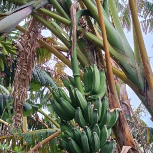 Banane Siciliane (confezione 6pz.)