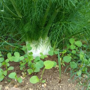 Finocchi freschi (10 kg)